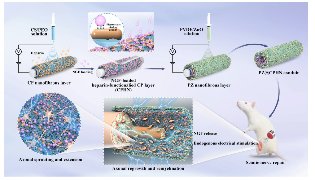 华东理工大学赵黎明教授Adv. Fiber Mater.：双仿生纳米纤维导管，实现协同 NGF 递送和内源性压电刺激，促进周围神经再生